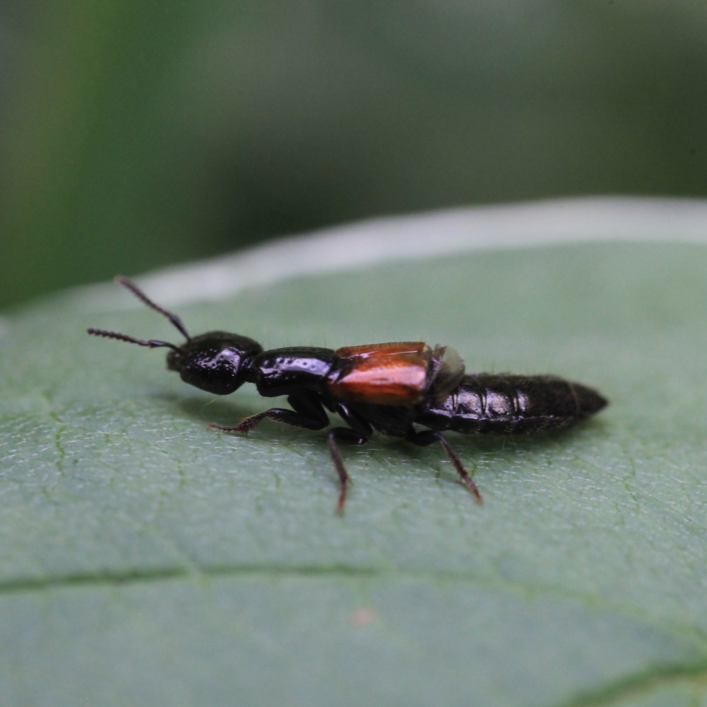 Rove beetle identification NatureSpot